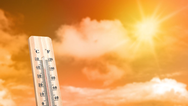 Come proteggere cani e gatti dal caldo estivo