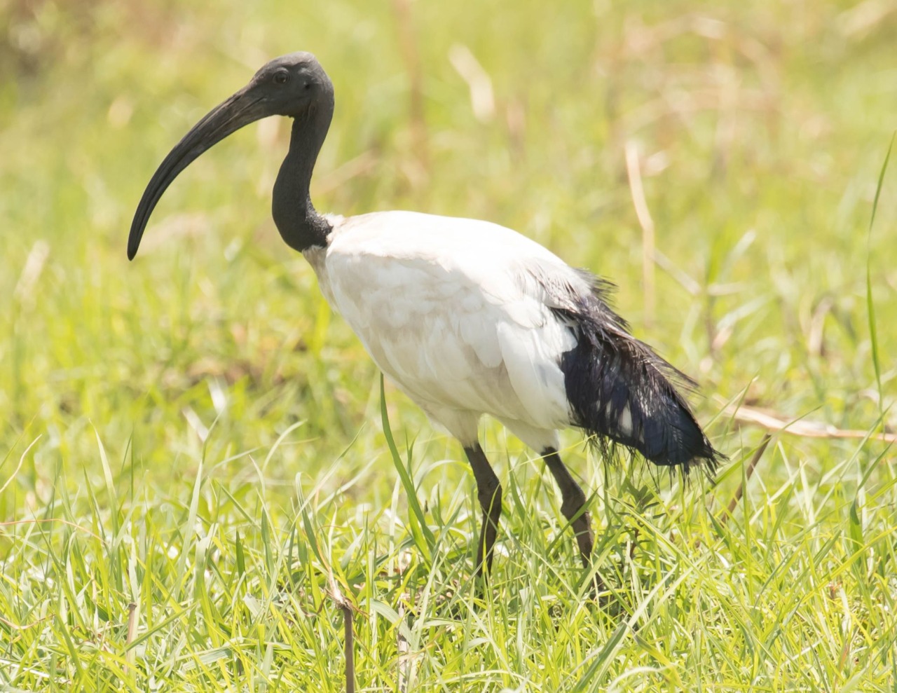 Ibis sacro, via libera al prelievo in deroga in Lombardia