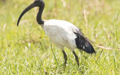 Ibis sacro, via libera al prelievo in deroga in Lombardia