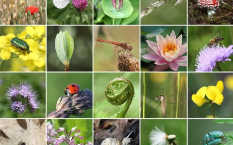 15.550 euro al Parco Monte Barro per la biodiversità